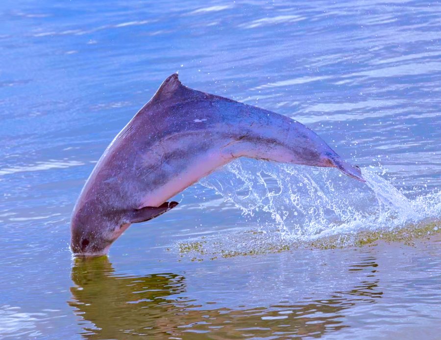 A Chinese White Dolphin leaps out of the South China Sea near Sanniang Bay, Guangxi.