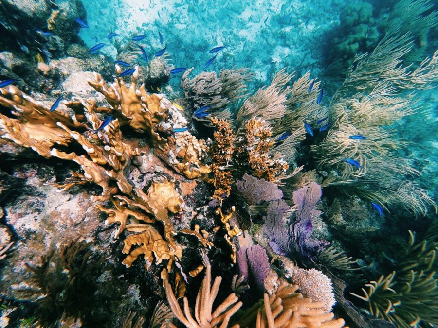 Photo by Camille Beeding ‘22 from her time studying at The Island School in Eleuthera, Bahamas.
